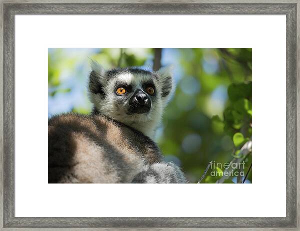 San Francisco Zoo's ring-tailed lemur, Maki, passes away | KRON4